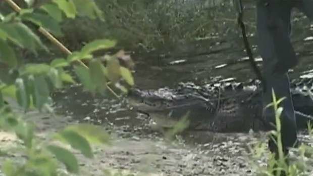 10-foot gator killed after biting woman in Florida 