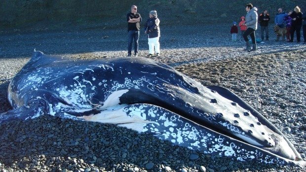 Observers stand around the 8.9 metre humpback whale, washed up on Ashburton's Wakanui beach.