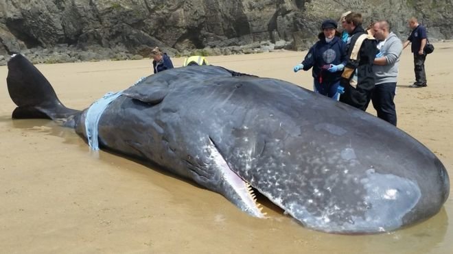 Sperm whale stranded on a Cornish beach