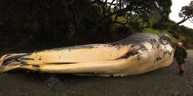 At 22 metres long, the decomposing whale is starting to get 