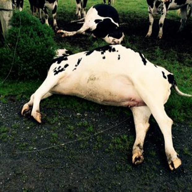 2 pedigree cows were killed by a bolt of lightning as they grazed.