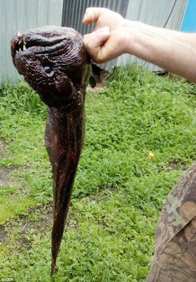 mutant fish kama river russia