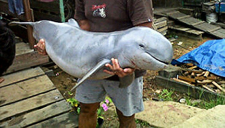 Protected species -- A local resident rescues a wounded Irrawaddy dolphin, locally known as pesut, from the Mahakam River, East Kalimantan. Mahakam pesut currently number only 87 individual animals, down from 96 recorded last year. 