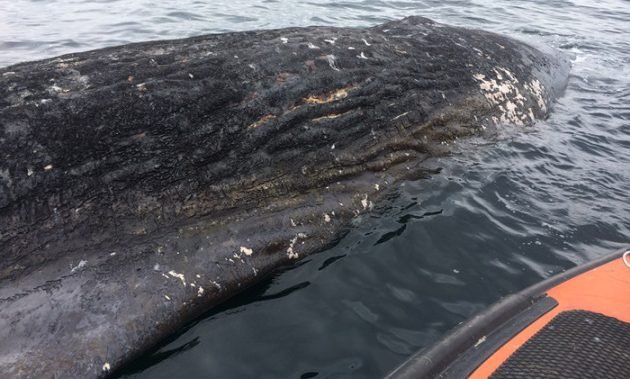 The carcass of the dead sperm whale 