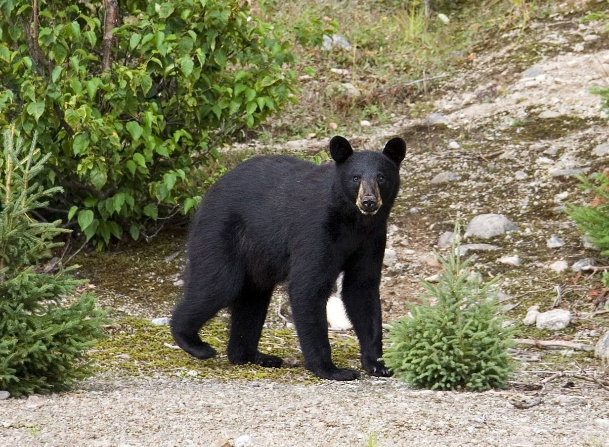 A black bear chasing a dog attacked a hiker in Okanagan, British Columbia. 