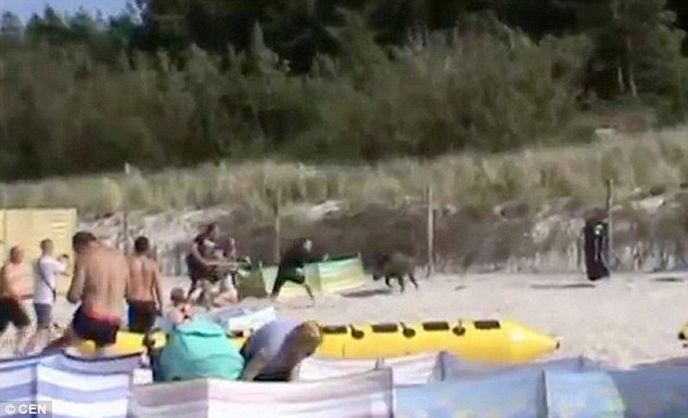 This is the moment an enraged wild boar (pictured) charged at sunbathers relaxing on a beach after it emerged from a nearby forest in Karwia, northern Poland 