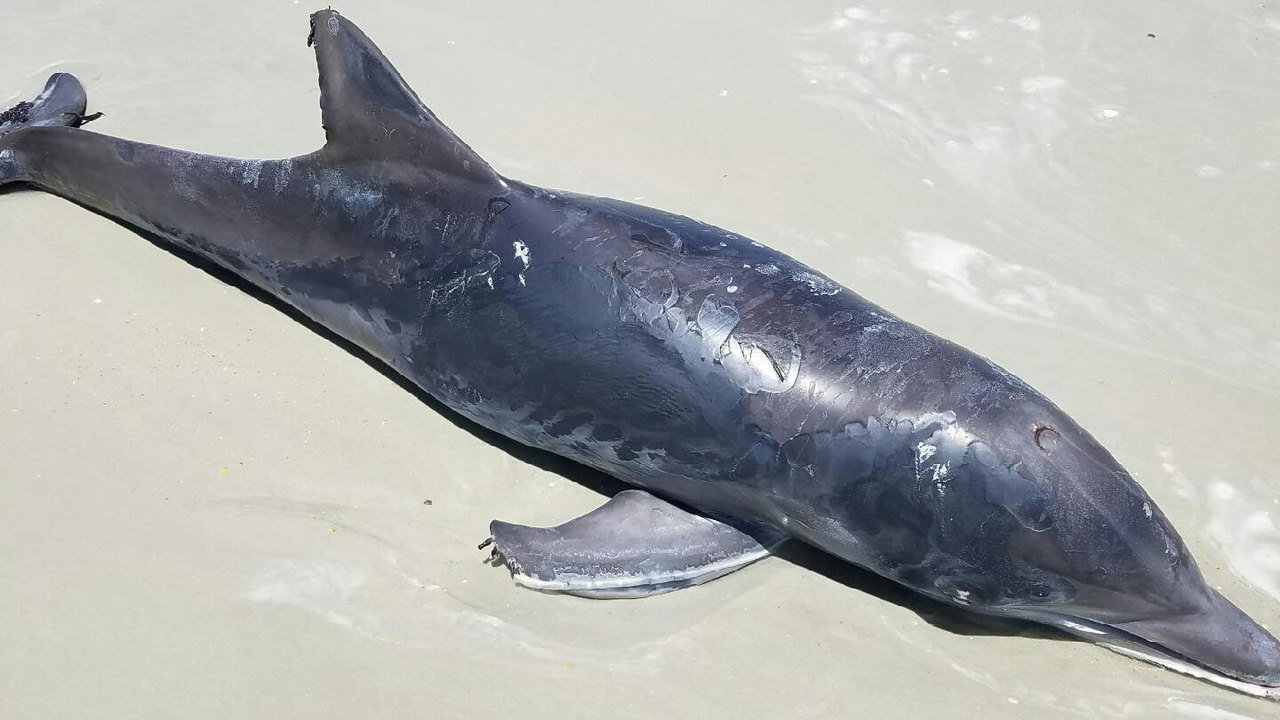Dead dolphin found on Flagler Beach