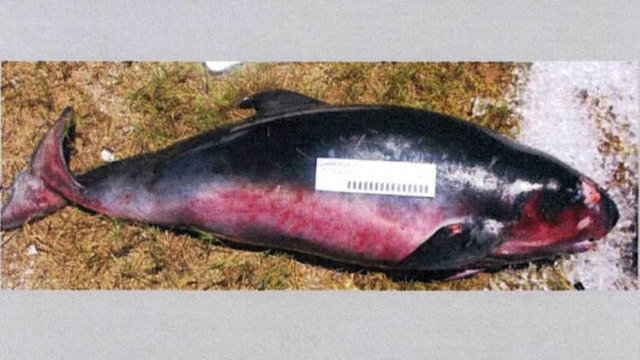 Dead kogia whale calf 