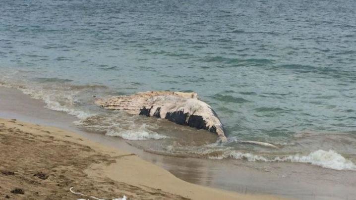 The humpback whale beached at Shoalwater Bay. 
