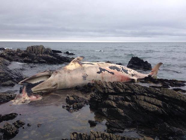 The whale that washed up at St John’s Point