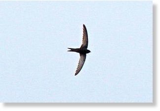 A rare glimpse of a common swift, winging its way over Cape Race, NEwfoundland and Labrador.