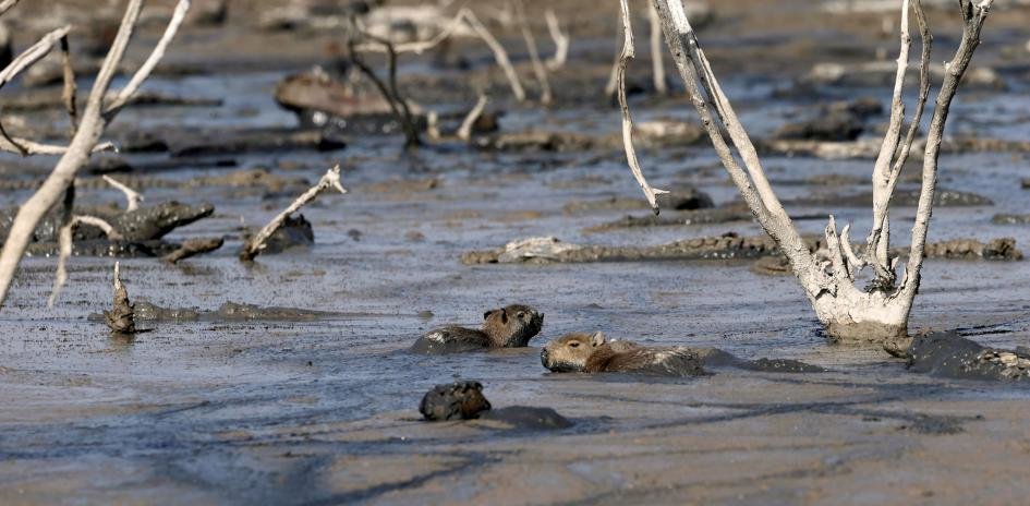 Caimans (Caiman yacare) and capybaras (Hydrochoerus hydrochaeris) are stuck in the mud of the dry Pilcomayo River, which forms the border between Paraguay and Argentina.