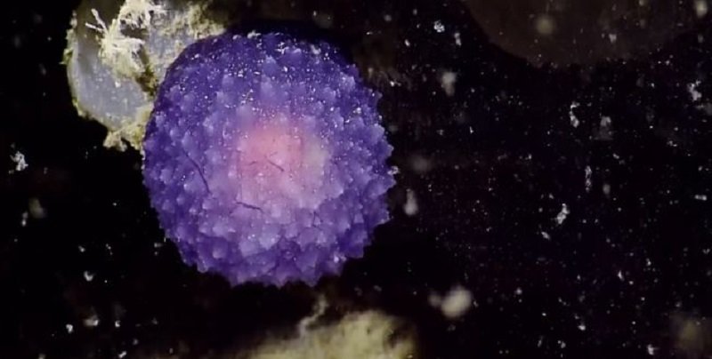 Mystery purple blob