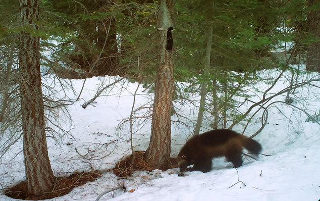 In this February 27, 2016 photo, the wolverine is pictured during a snowy day in the Tahoe National Forest