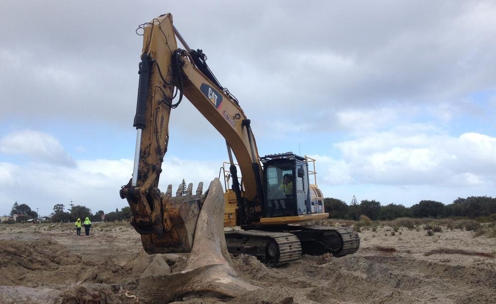 A 12m whale carcass is removed from Geographe Bay in Busselton. 