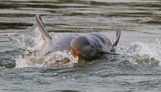 A newborn baby Irrawaddy dolphin swims in the Mekong River in Kratie province in June.