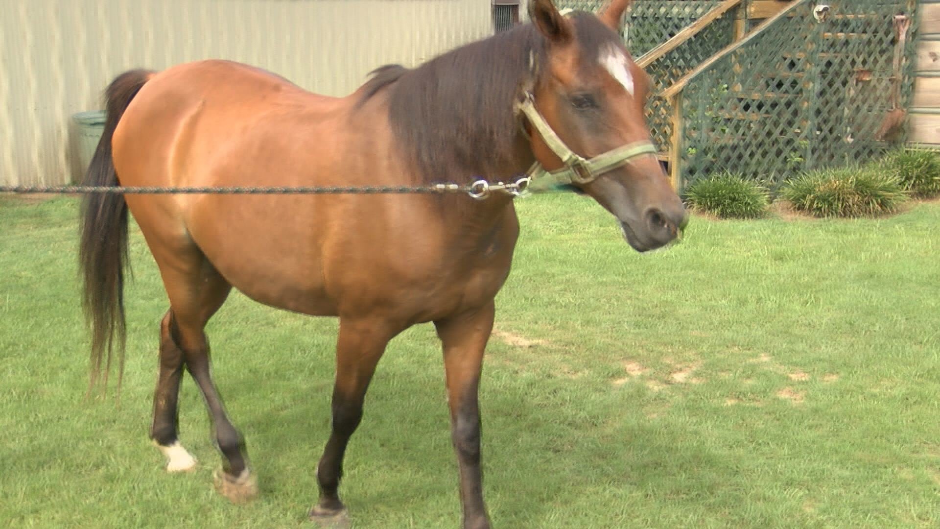 Pretty Boy was among four horses that refused to come back inside at the Star K Equestrian Center when the storm rolled through Monday. 