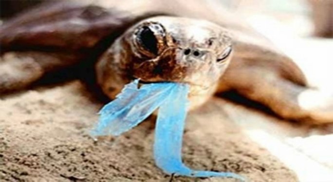 Turtles often confuse clear plastic bags with jellyfish and ingest them, choking to death in the process