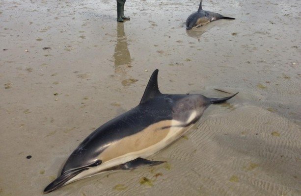 Stranded dolphins