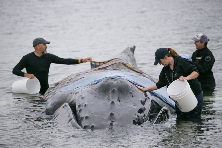 From left, Jeff Hogan of Killer Whale Tales, Jessie Huggins of Cascadia Research Collective and Kaddee Lawrence of Marine Science and Technology at Highline College, try to keep a humpback whale hydrated after it stranded itself just south of the Fauntler