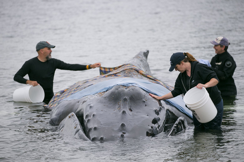 Click to enlarge From left, Jeff Hogan of Killer Whale Tales, Jessie Huggins of Cascadia Research Collective and Kaddee Lawrence of Marine Science and Technology at Highline College, try to keep a humpback whale hydrated after it stranded itself just south of the Fauntler
