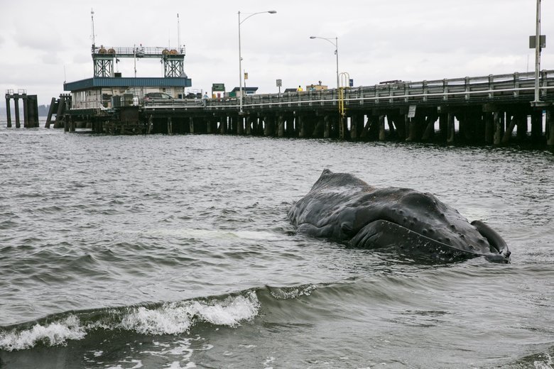 Click to enlarge A humpback whale that had just died lies stranded near the Fauntleroy ferry terminal.