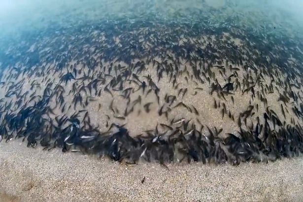 Footage shows more than a tonne of fish lining more than a mile of coastline of the Sea of Azov 