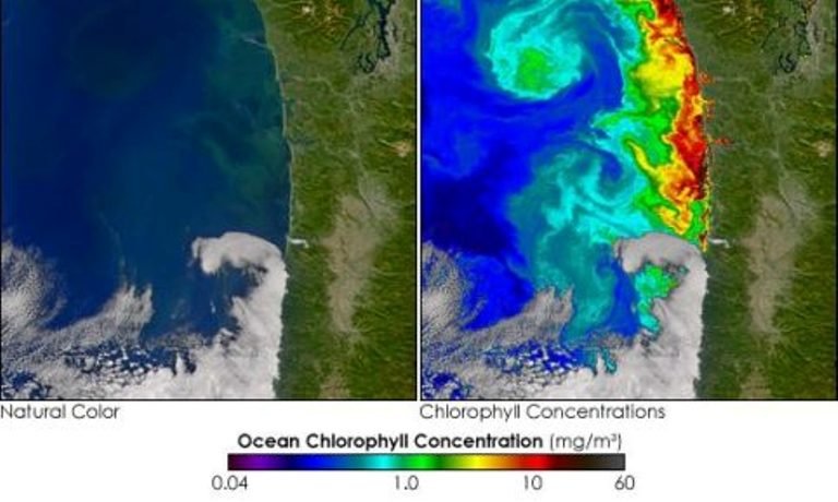 Click to enlarge NASA’s image of the algal bloom