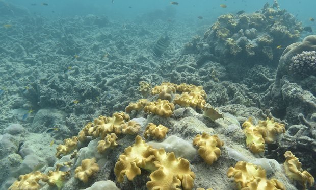 Click to enlarge coral bleaching