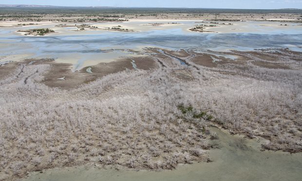 Click to enlarge mangrove die-off