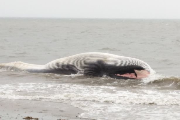 Whale washed up on Shankill beach
