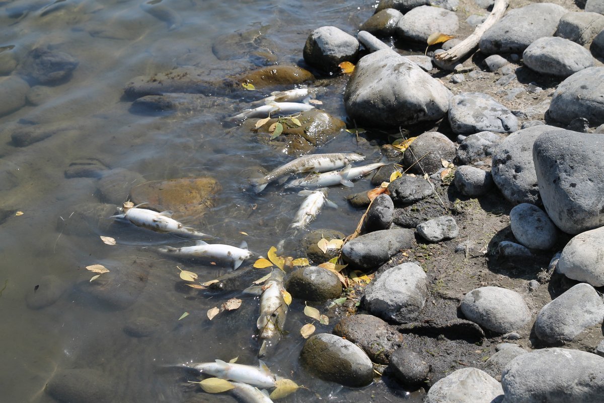 Yellowstone river fish kill