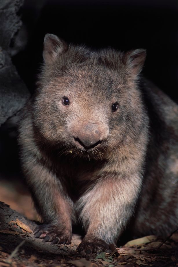 Wombats are small marsupials with stumpy legs who are not known to be vicious 