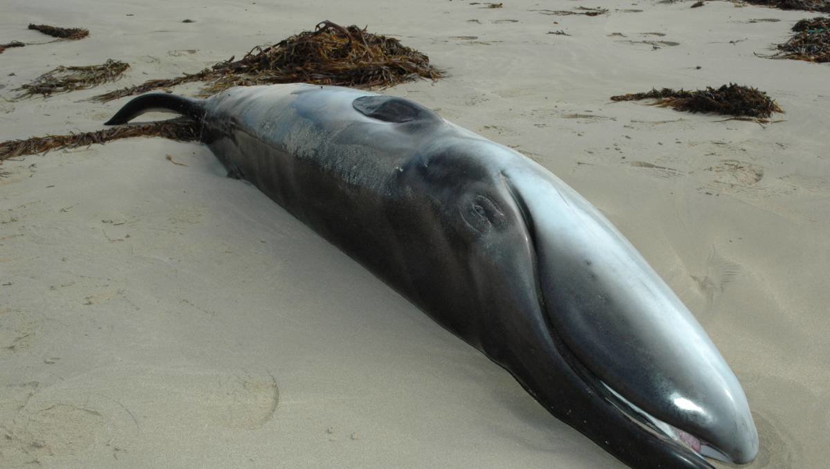 The dead pygmy right whale calf washed up on Killarney Beach