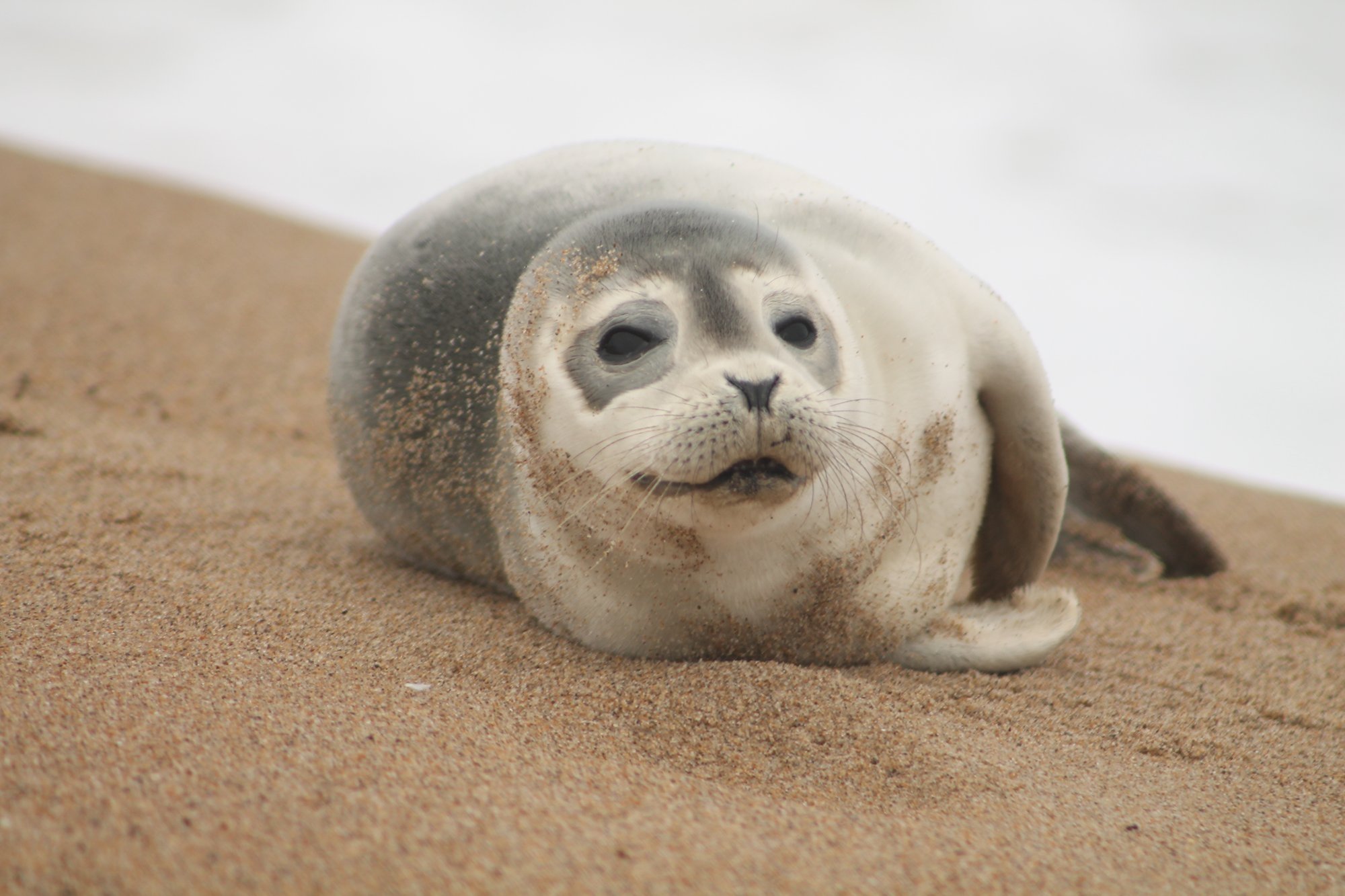 Harbor seals like this one have been showing up on New Hampshire beaches