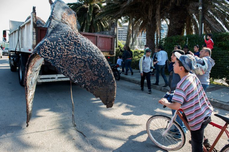A whale is moved on a truck in Montevideo after being removed from the water (Photo: PABLO PORCIUNCULA/AFP/Getty Images)  Read more at: https://inews.co.uk/essentials/news/environment/dead-humpback-whale-loaded-truck-uruguay/