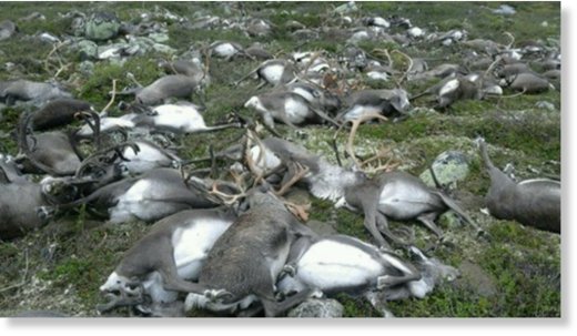 reindeer killed by lightning norway