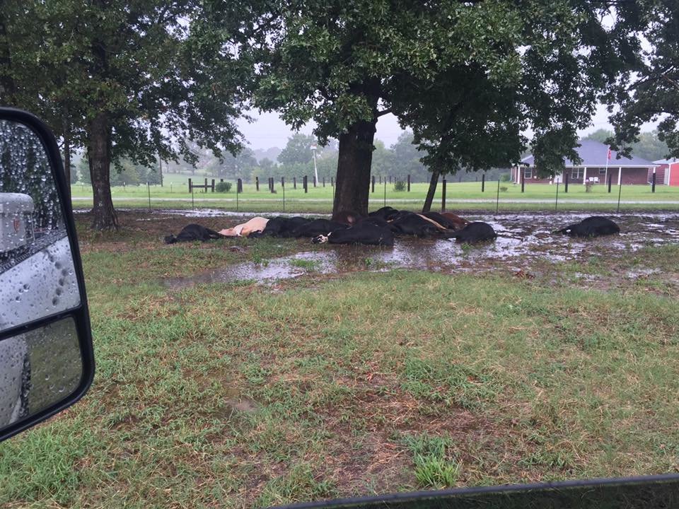 Click to enlarge dead cows