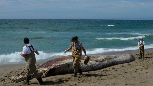 Scientists from The Marine Mammal Center, California Academy of Sciences, and Point Reyes National Seashore measure the length of the stranded Baird’s beaked whale at North Beach in Point Reyes National Seashore on Monday, August 29, 2016.