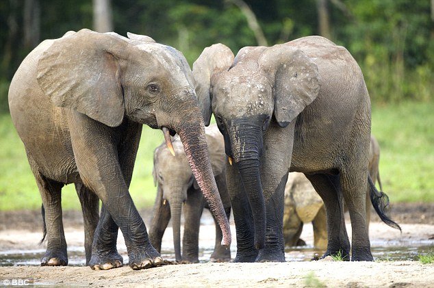 The results were revealed on the same day that scientists said 65% of African's forest elephants had been wiped out