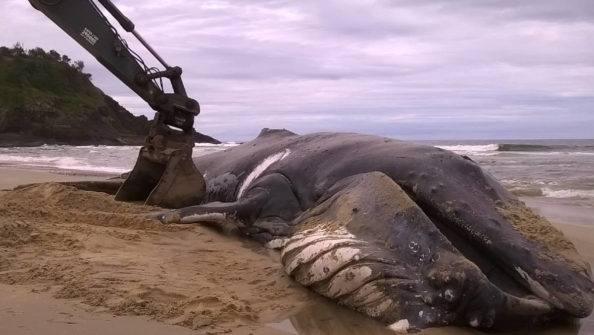 The 14-metre humpback whale washed up on Grassy Head beach died of unknown causes and was buried in the dunes behind the beach.