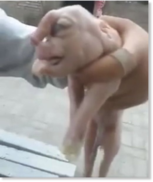 deformed pig