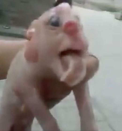 deformed pig 2