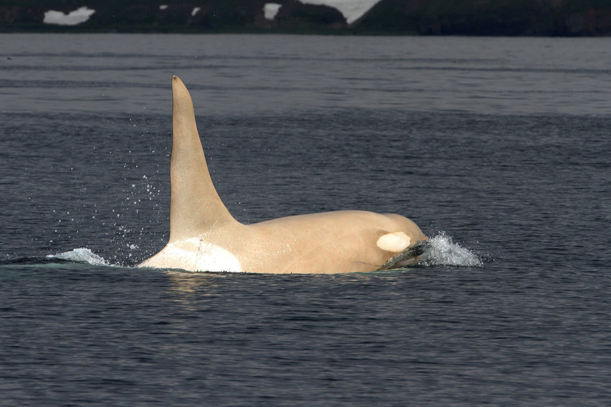 white orca, white killer whale
