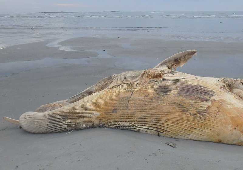 A dead minke whale on Goose Rocks Beach.