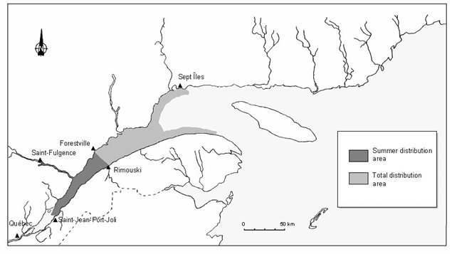 St Lawrence beluga distribution range