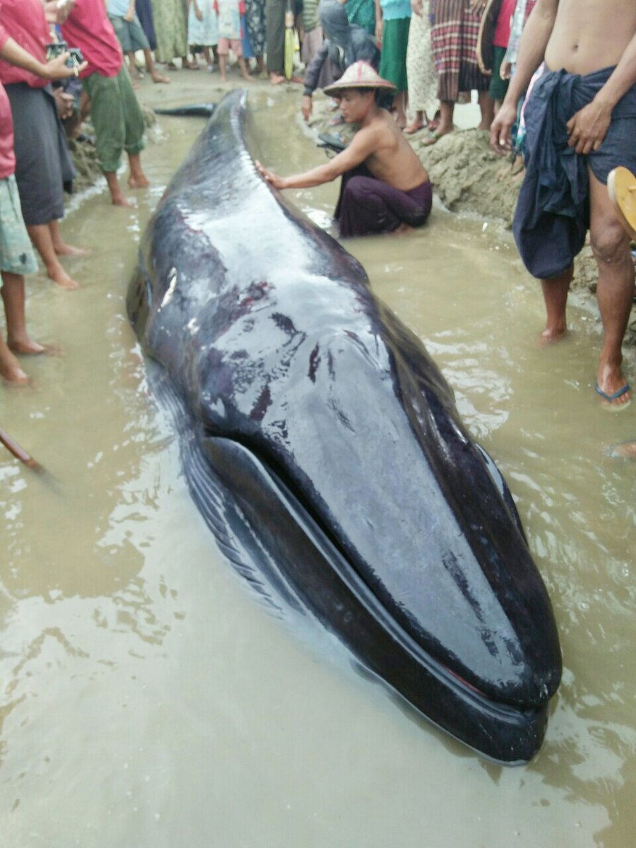 Residents of Manaung rescue a beached whale.
