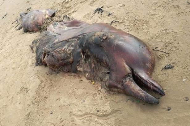 A rare northern bottlenose whale has washed up on a beach in Porthcawl