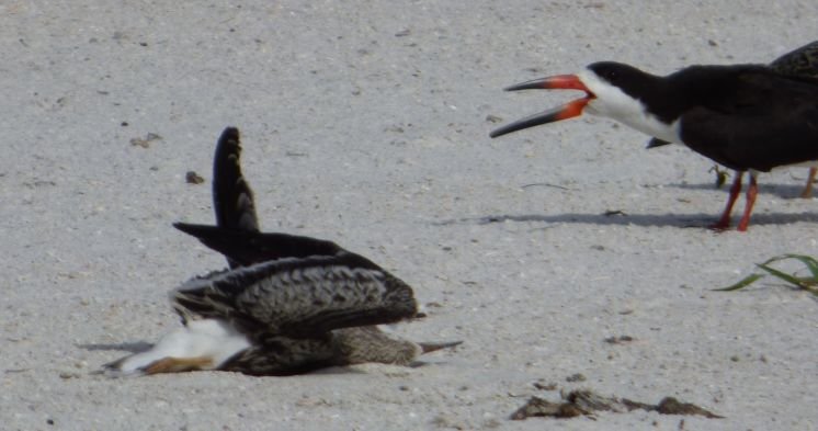 The discovery of 45 juvenile seabirds called black skimmers, found dead along St. Pete Beach over the past six weeks, has alarmed environmental groups. 