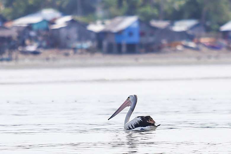 An Australian white pelican in the coastal waters of General Santos City on Sept 12, 2016.